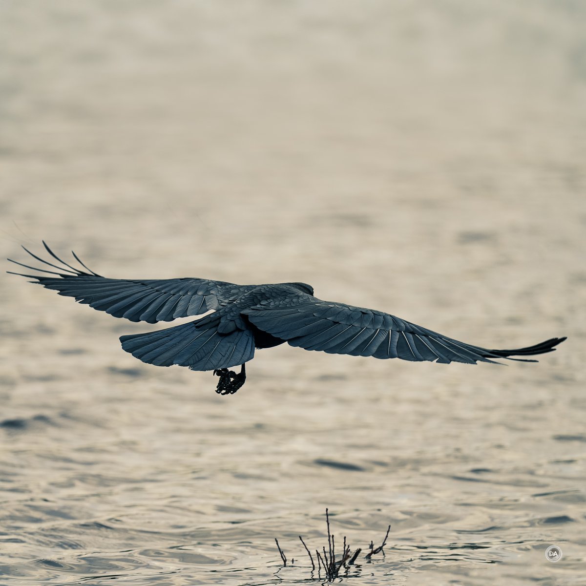 DustinAbbottTW's tweet photo. The @SonyAlpha  100-400mm F4.5 GM is a remarkable bridge between telephoto zooms and high end telephoto primes. Find out why it is such a special lens in Dustin's text (https://t.co/X7mO4HaO6M) or video (https://t.co/68tNDbYtfH) reviews. Thanks to @jengargolden  for supplying our "models" for some of these photos.