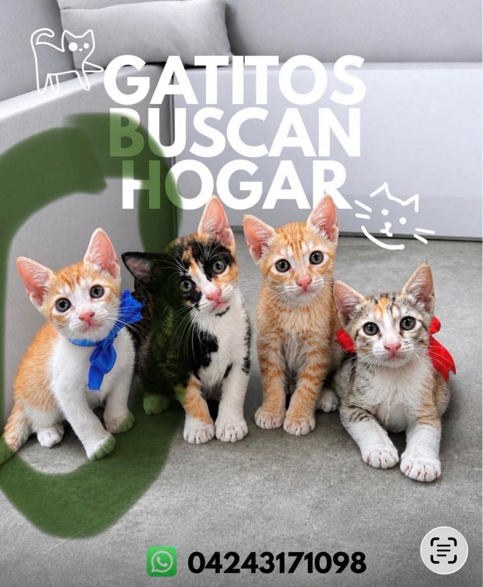 PerroUsuario's tweet photo. Lindos gatitos en adopción responsable. Maracay https://t.co/6D9zbNtEhw
