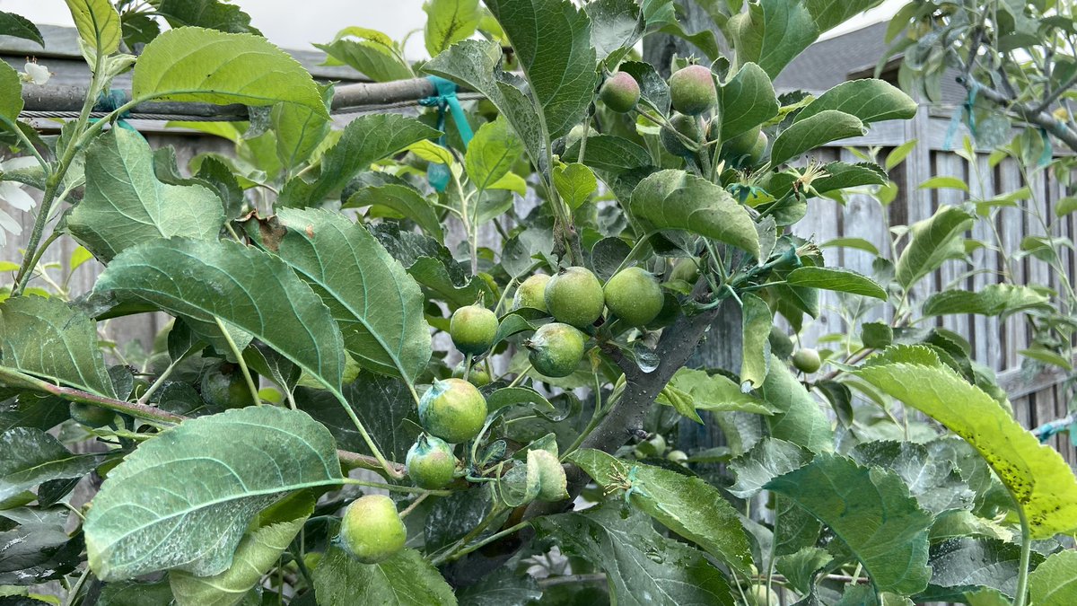 The Millennial Gardener tweet media