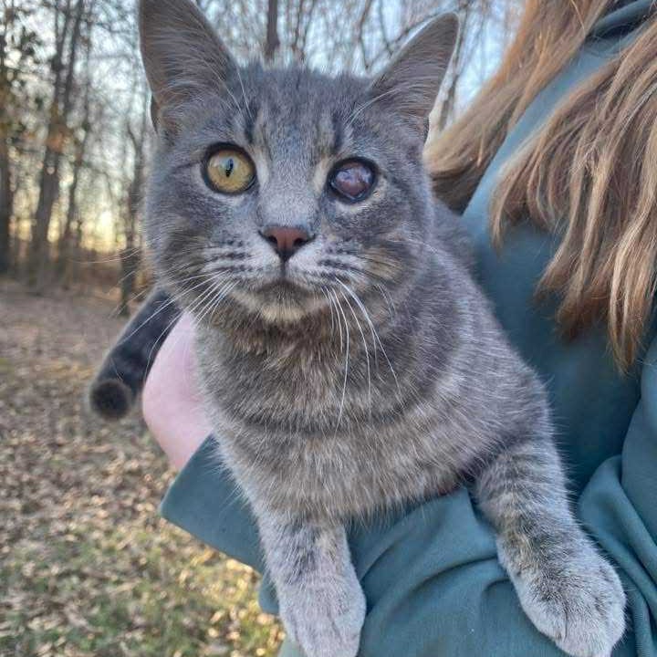 Tree House Humane Society tweet media