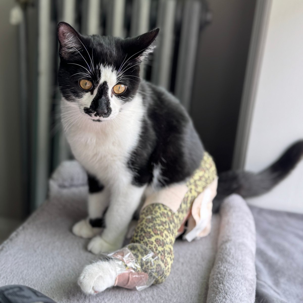 Tree House Humane Society tweet media