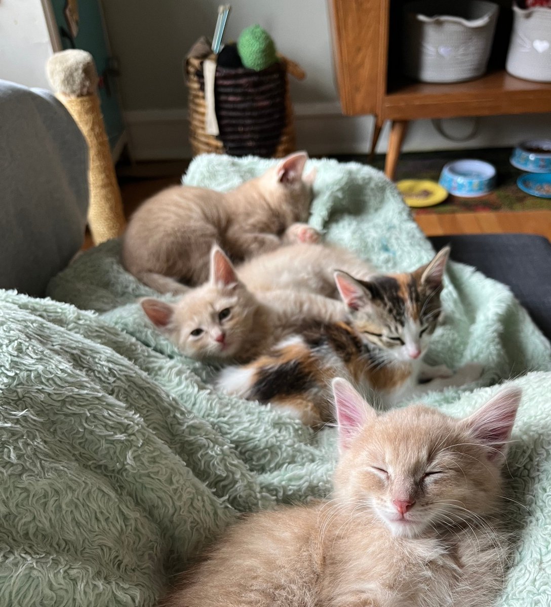 Tree House Humane Society tweet media