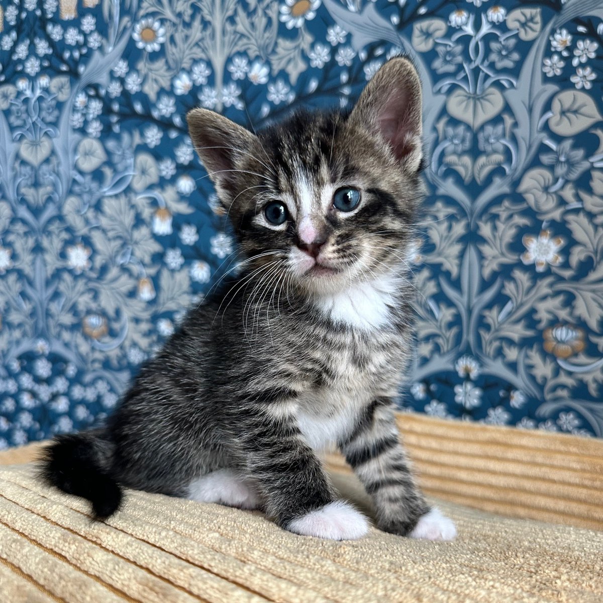 Tree House Humane Society tweet media