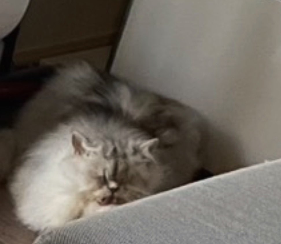 hr0274's tweet photo. 本当に同一猫か？ https://t.co/51LbAr4CMW