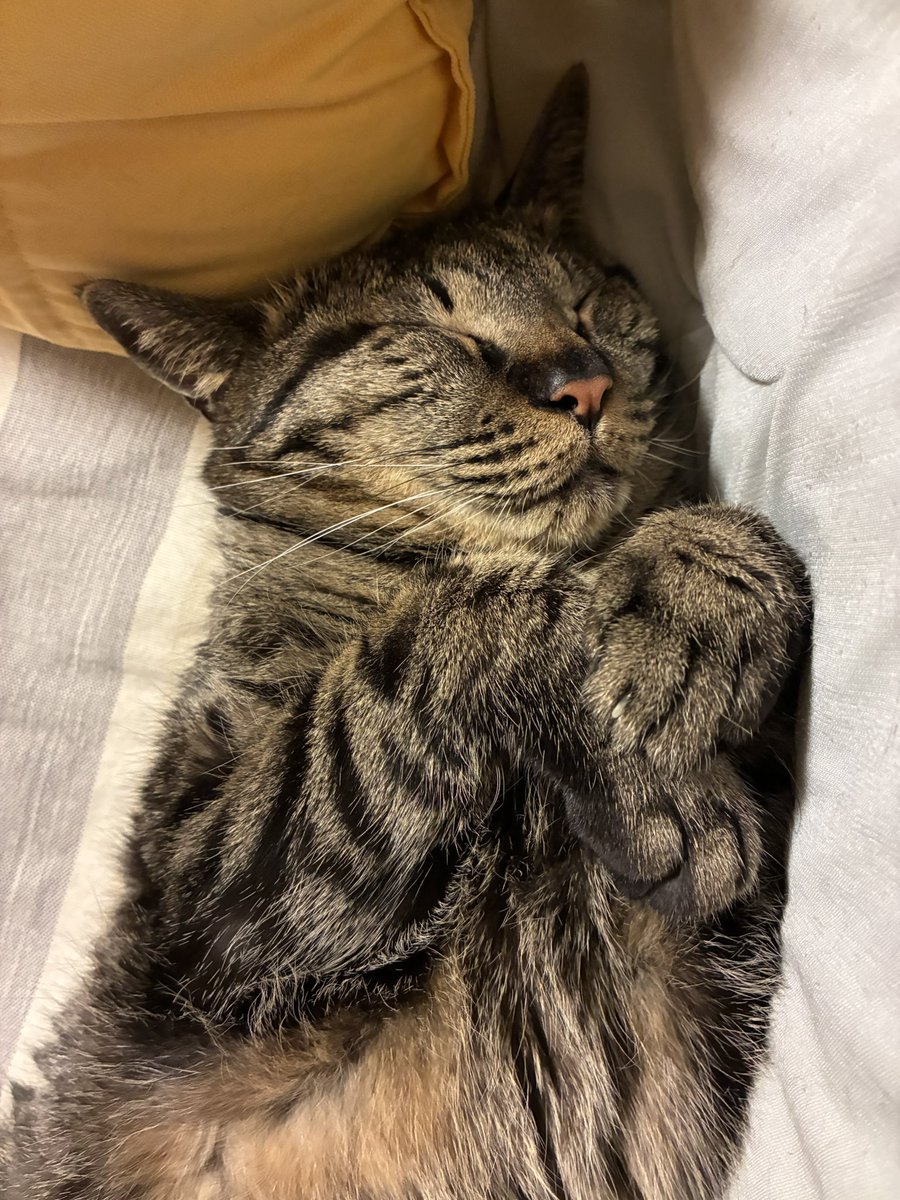 月猫 tweet media