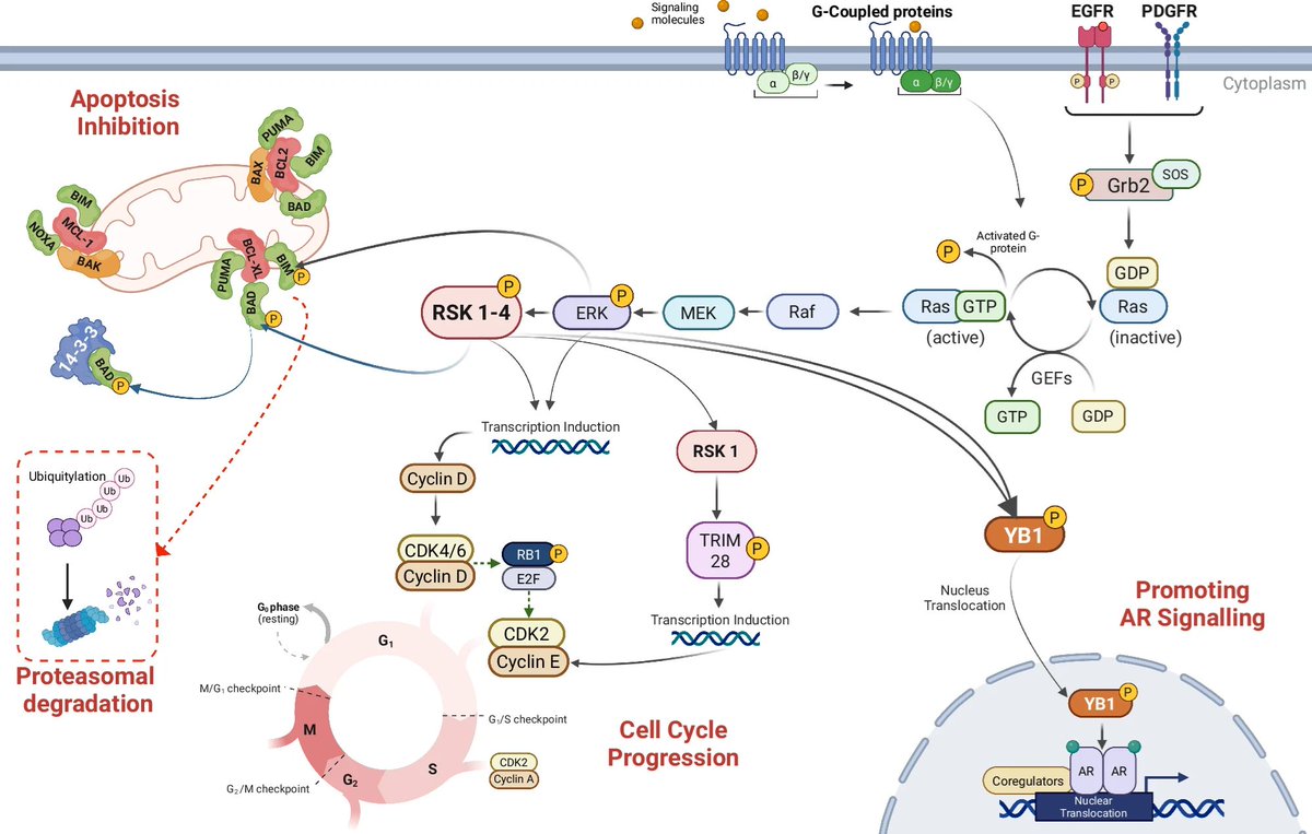 Immune Regulation News tweet media