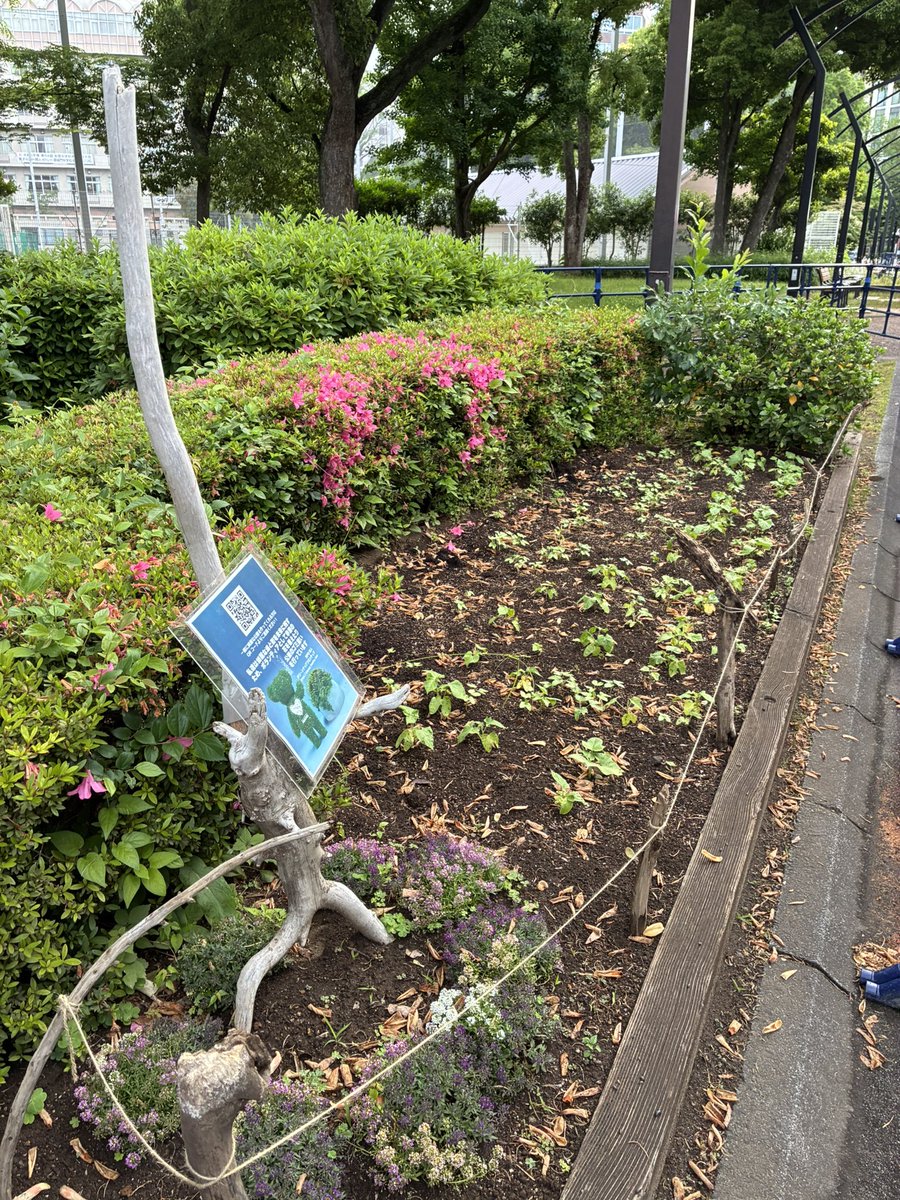 CleanupFrontier's tweet photo. 雨上がりのクリーンナップ
昨日の夕立で夜に外飲みをする人が
居なかったので公園はゴミが少なかったです
4号地では週末からのイベント準備が進められいます
週末にはたくさんの人が来園しそうです
みなさん楽しんでいただけると良いですね https://t.co/pkqj4vT3j4