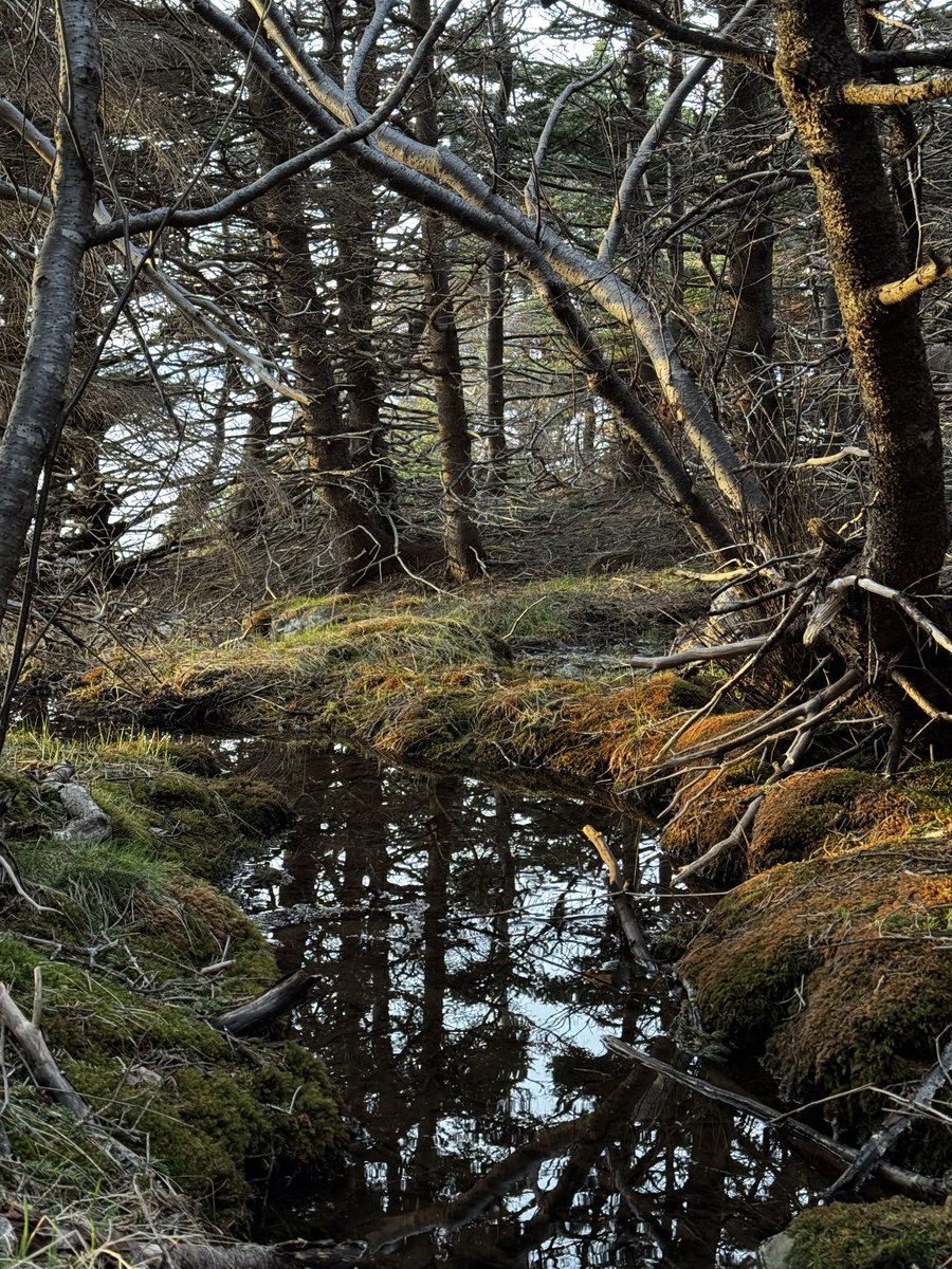 Dead Woods & Ancient Isles tweet media