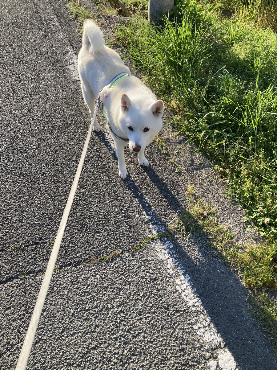 アカドたけのこの里派(´・ω・`) tweet media