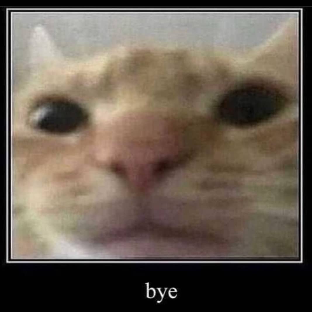 Punch Cat tweet media