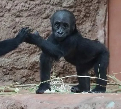 Tiny Gorilla tweet media