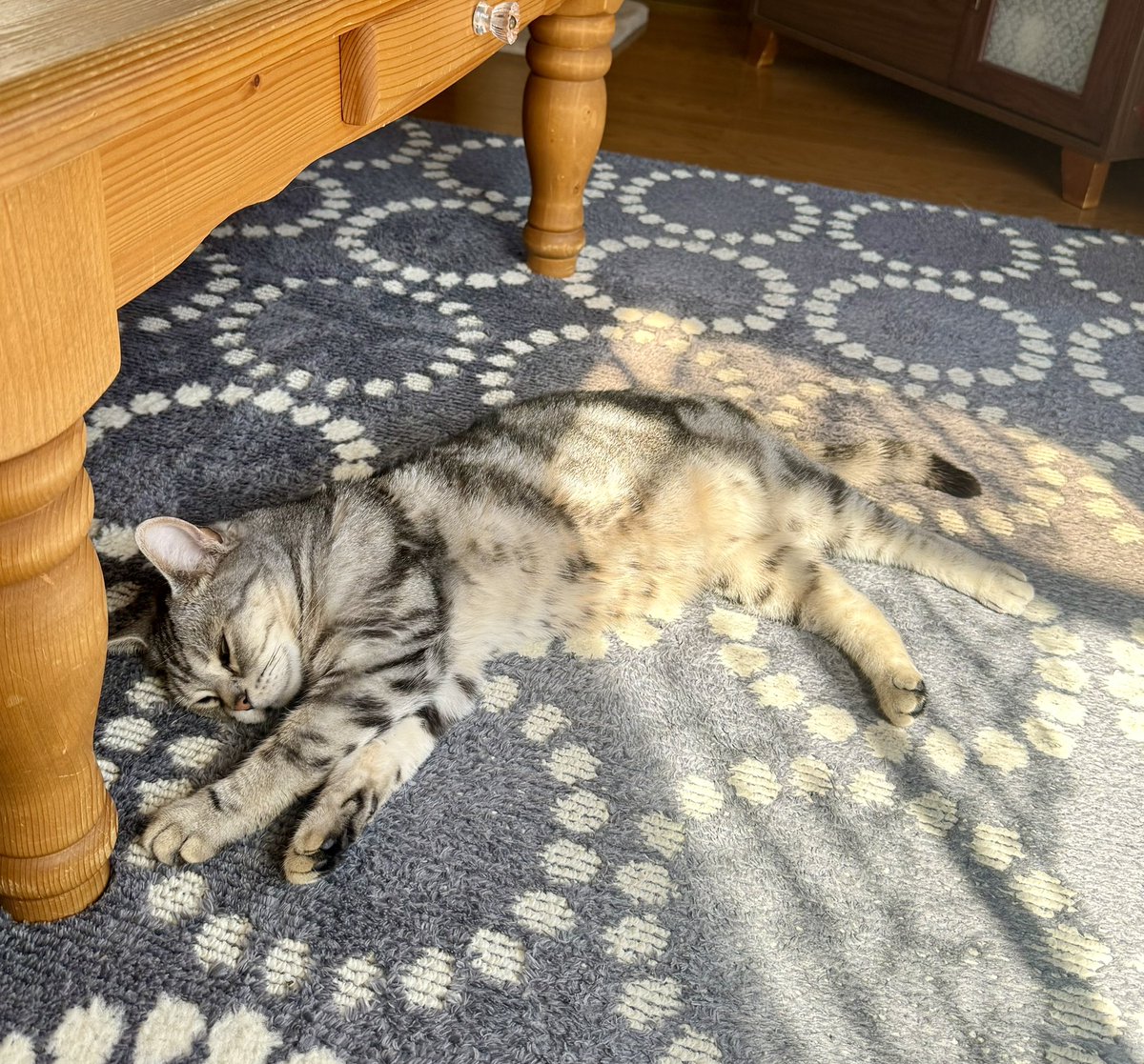 大分のかなえ🐈銀之助の母 tweet media