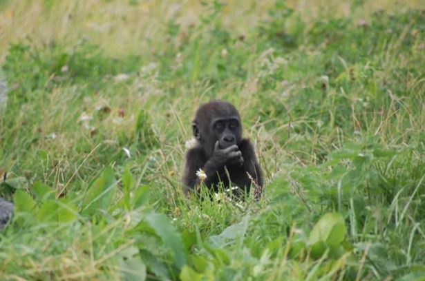 Tiny Gorilla tweet media