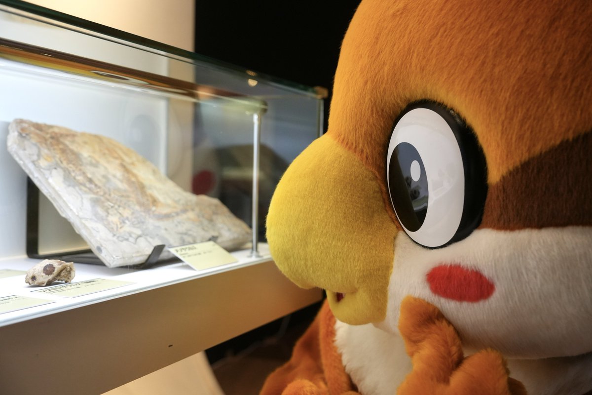 Chunta_patapata's tweet photo. ちゅんちゅん！
ちいなさカセキをみつけたんだちゅん！
ぼくとおなじかたちだちゅん♡
#こいと写真館 https://t.co/RWcJUDGKI0