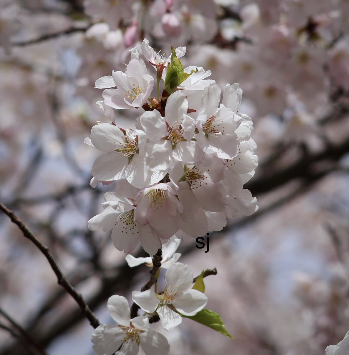 SandraBeeKind's tweet photo. Outside the window, the season was spring. Cherry‑blossom petals fluttered one by one, quietly floating across the square of the scenery and vanishing entirely.
Takuya Asakura
The Vanishing Cherry Tree Bookshop
 #Sakura #Spring2026 
#CherryTrees #NatureBeauty
#NaturePhotography https://t.co/VIvCloP5b1