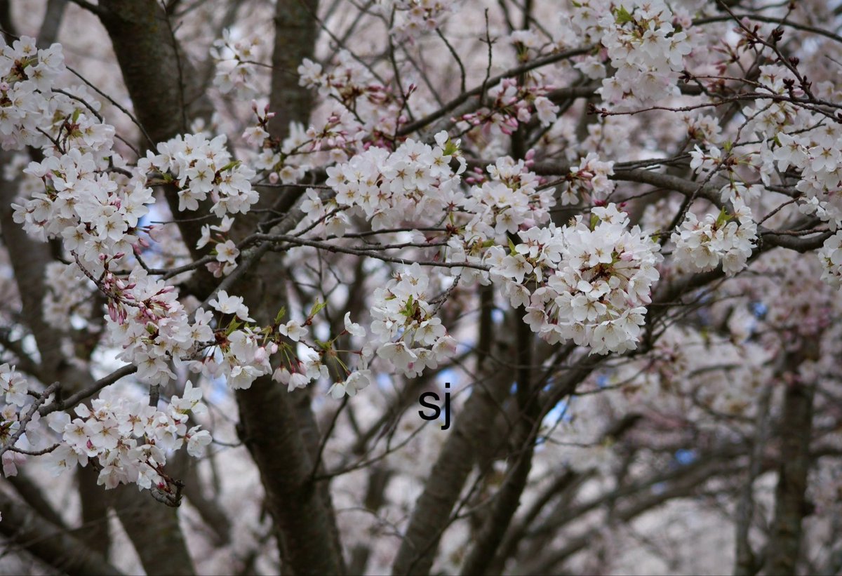 SandraBeeKind's tweet photo. Outside the window, the season was spring. Cherry‑blossom petals fluttered one by one, quietly floating across the square of the scenery and vanishing entirely.
Takuya Asakura
The Vanishing Cherry Tree Bookshop
 #Sakura #Spring2026 
#CherryTrees #NatureBeauty
#NaturePhotography https://t.co/VIvCloP5b1