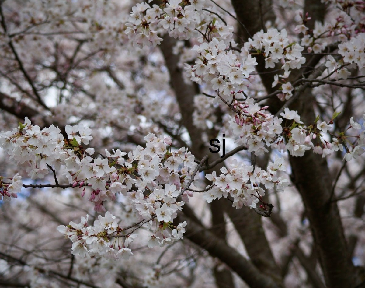 SandraBeeKind's tweet photo. Outside the window, the season was spring. Cherry‑blossom petals fluttered one by one, quietly floating across the square of the scenery and vanishing entirely.
Takuya Asakura
The Vanishing Cherry Tree Bookshop
 #Sakura #Spring2026 
#CherryTrees #NatureBeauty
#NaturePhotography https://t.co/VIvCloP5b1