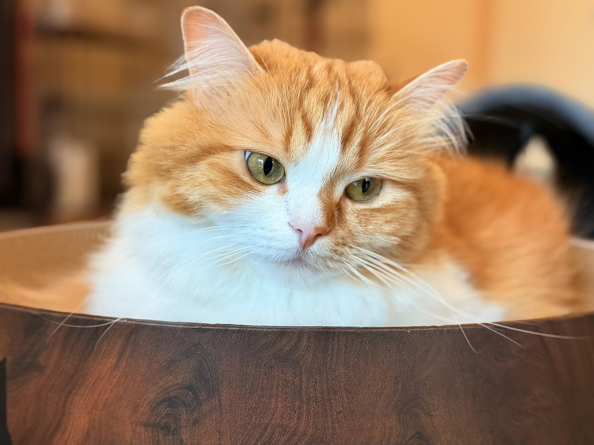 猫のこばん (@nasukara0720) / Posts / X