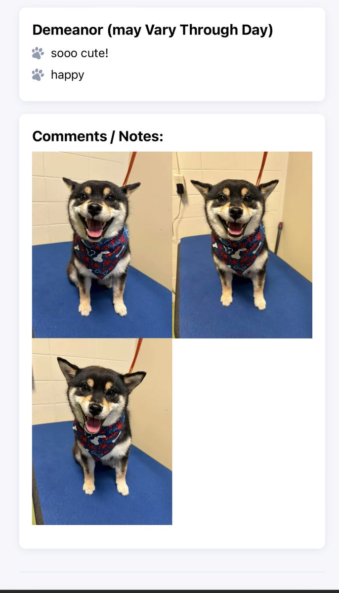 xwolfei's tweet photo. my sweet angel was so good at the groomers yesterday🥹🥹🤧🤧 https://t.co/ARypU2M1cH
