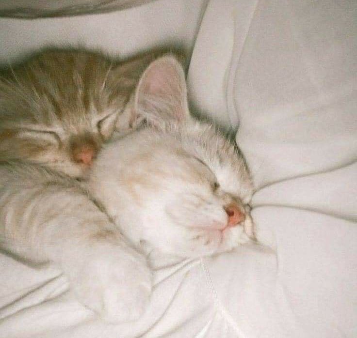 adek__wonuu's tweet photo. Heheheheheee akhirnya selesai, selamat tidurr 🫠😴 https://t.co/pgWO9i4Y5W