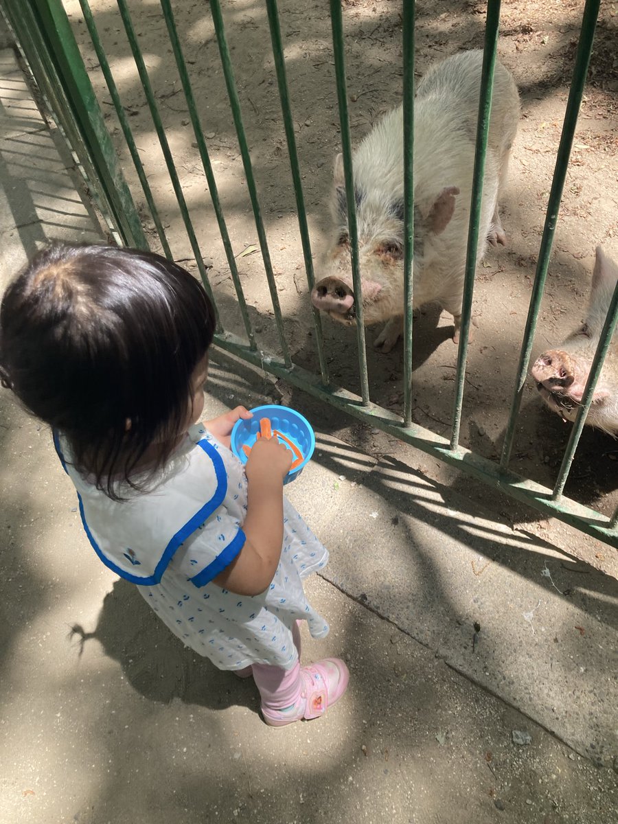 j_j_peer's tweet photo. 孫ちゃんとむさしの村に行ってきた。2歳児にはちょうどいい遊園地&amp;動物園。
エサやりが楽しすぎて5回くらい課金した。
ブタ、ヤギ、ウサギ、モルモット。
モルモットがキューキュー鳴くこと初めて知った。 https://t.co/RZ5rTaPSCS