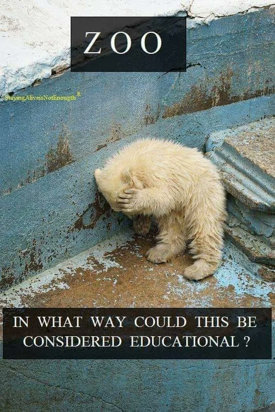 EllieCG11's tweet photo. Zoos are horrible places. No animal wants to be enslaved, in a cage. We are so darn clueless of the misery we cause. https://t.co/1rEVnlUvHD