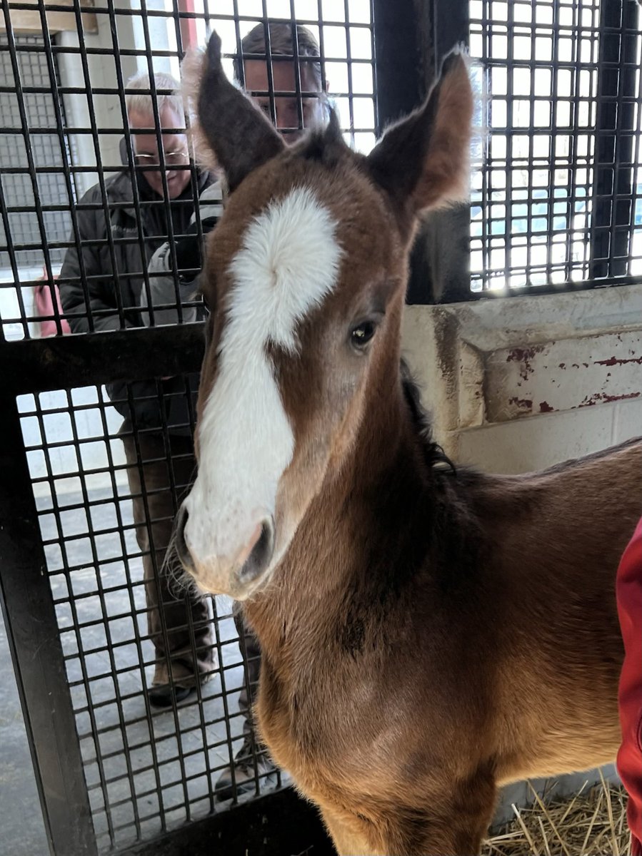 Joelpoliti's tweet photo. Little Man (aka Invictus) has been a fighter since day one. (Like his mama Serengeti) It makes my heart so happy to see him running and winning in the red &amp; white blocks.  Only wish we could have been there to celebrate with him for his brave victory!! https://t.co/4W8OwwbVcU