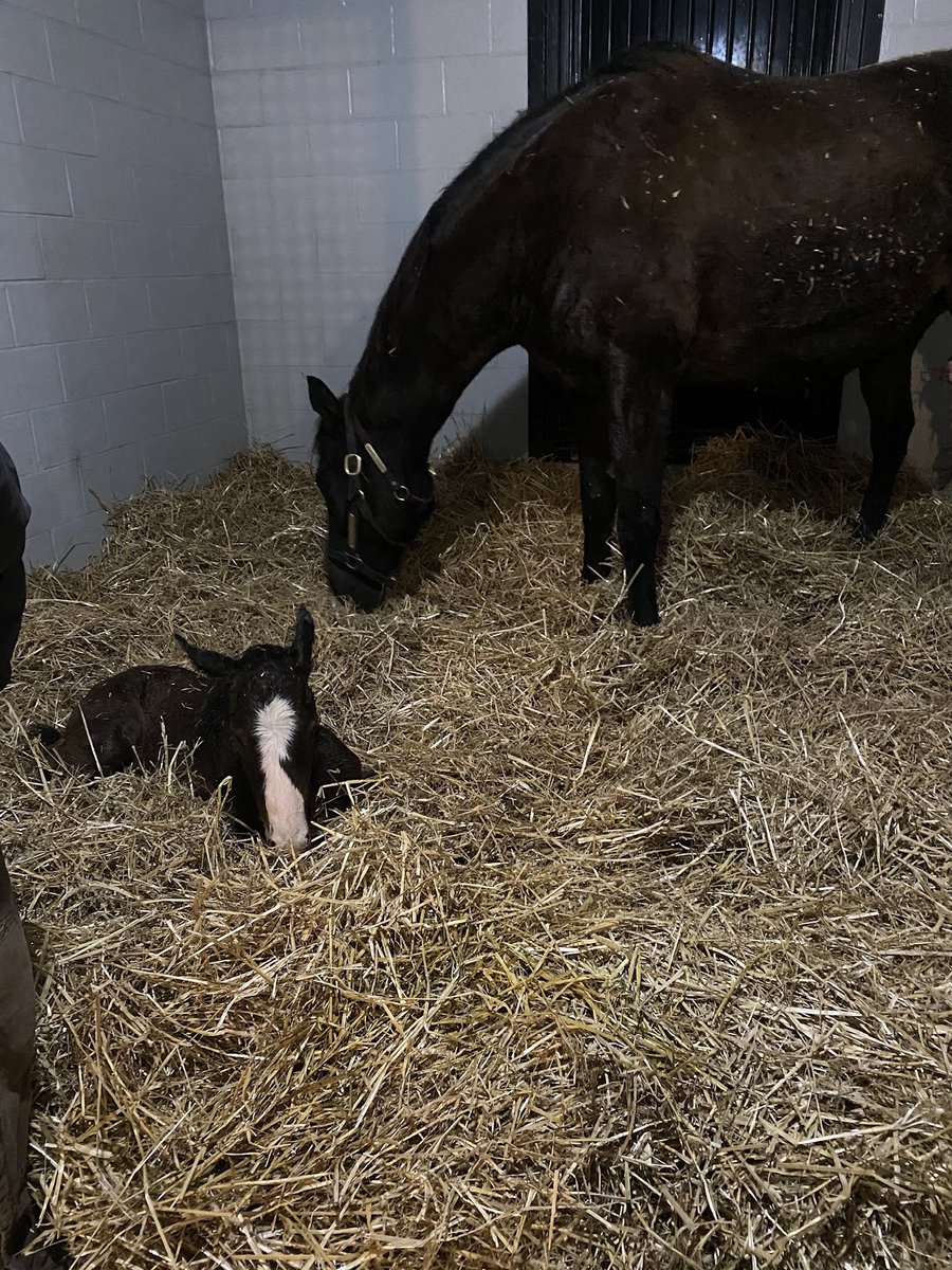 Joelpoliti's tweet photo. Little Man (aka Invictus) has been a fighter since day one. (Like his mama Serengeti) It makes my heart so happy to see him running and winning in the red &amp; white blocks.  Only wish we could have been there to celebrate with him for his brave victory!! https://t.co/4W8OwwbVcU
