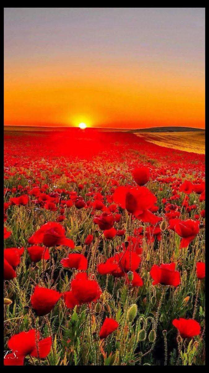 FATEH..MER๐ชป๐๐๐ฅฐ๐๐๏ธ๐ tweet media