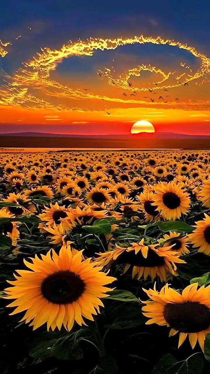 FATEH..MER๐ชป๐๐๐ฅฐ๐๐๏ธ๐ tweet media