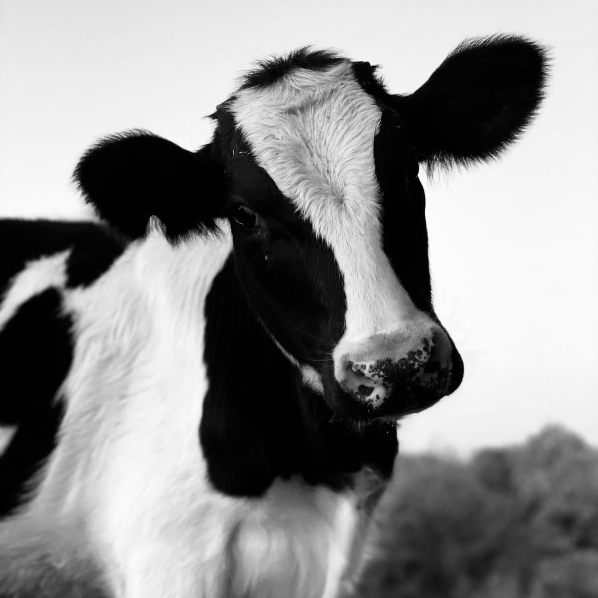 jack wolfe as cows tweet media