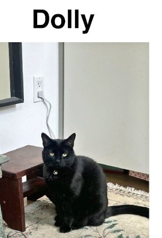 🌻Samson Cat🐱 tweet media