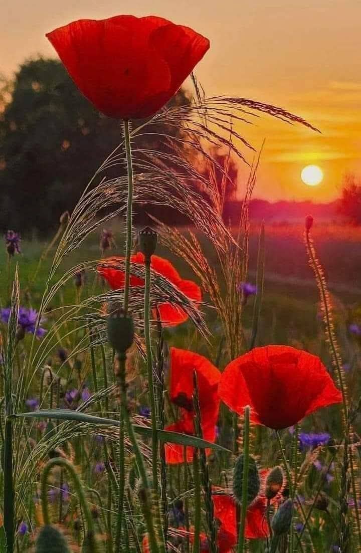 FATEH..MER๐ชป๐๐๐ฅฐ๐๐๏ธ๐ tweet media