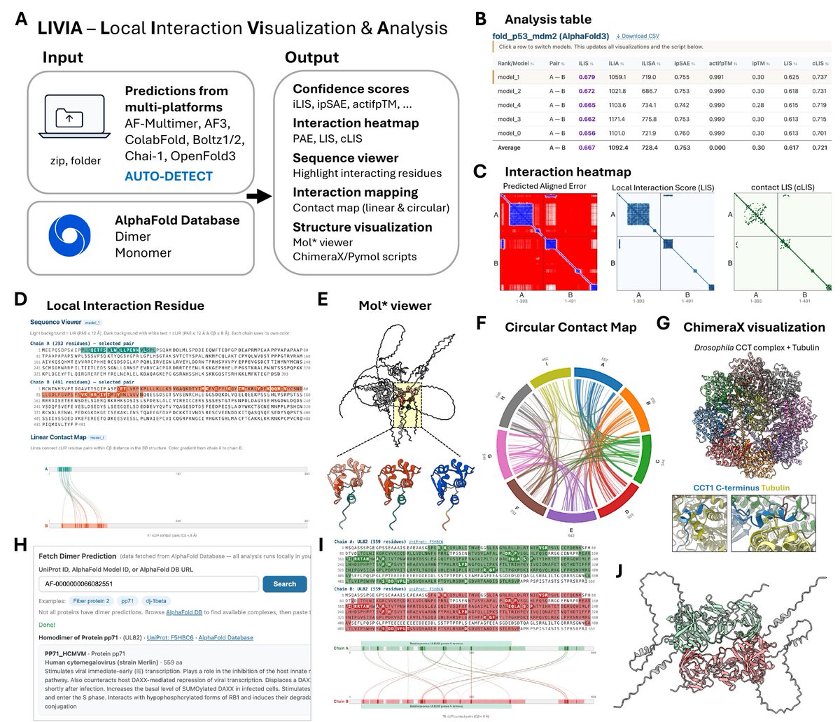 ahramkim1128's tweet photo. 🚀 New tool out! LIVIA (Local Interaction Visualization and Analysis) — a browser-based tool for assessing and visualizing predicted protein-protein interactions.

Drop in a prediction from AlphaFold-Multimer, AF3, ColabFold, Boltz-1/2, Chai-1, or OpenFold3 (ZIP or folder, auto-detected) and LIVIA answers the two questions you actually care about:

▸ Do these proteins interact?
▸ Which residues form the interface?

What you get:
▸ Interface confidence scores — iLIS (our local metric), ipSAE, actifpTM, ipTM
▸ Interaction interface heatmaps (PAE, LIS, cLIS)
▸ Sequence viewer + linear & circular contact maps highlighting Local Interaction Residues (LIR) and contact LIR (cLIR)
▸ Embedded Mol* 3D viewer
▸ Downloadable ChimeraX & PyMOL scripts

Also fetches dimers directly from the AlphaFold Database — adding the interface annotations AFDB doesn't provide.

Everything runs locally in your browser. No install, no upload.

LIVIA started as a personal tool — I built it with Claude Code and used it to make every structure figure in our FlyPredictome preprint (Kim et al., 2026). (Claude Code is truly insane...) Along the way I realized it could be useful for others, too.

If you have a favorite color palette for structure visualization, please let me know — happy to add it as a preset 🎨

🔗 LIVIA tool: https://t.co/qSaedW3yka
🐍 iLIS / batch CLI: https://t.co/jYN3yg3l6a
📄 LIVIA preprint: https://t.co/uHwEbAMBGH
📄 FlyPredictome preprint: https://t.co/O3mAOzF2GD