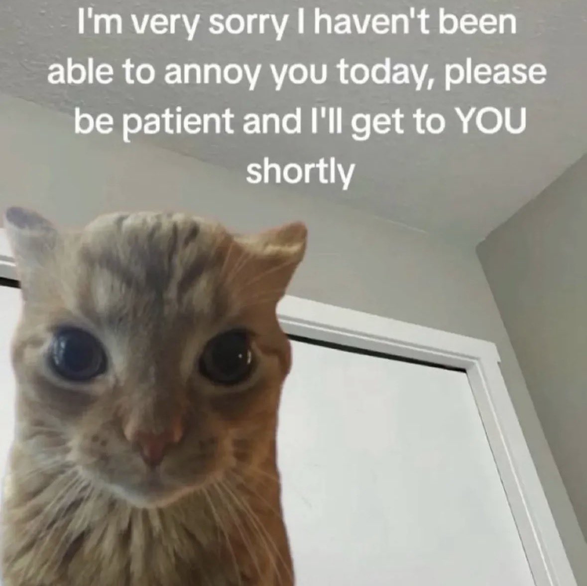 LiterallyMeCats tweet media