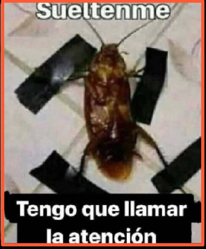 RONALD ARELLANO. No al NOM 💪 tweet media