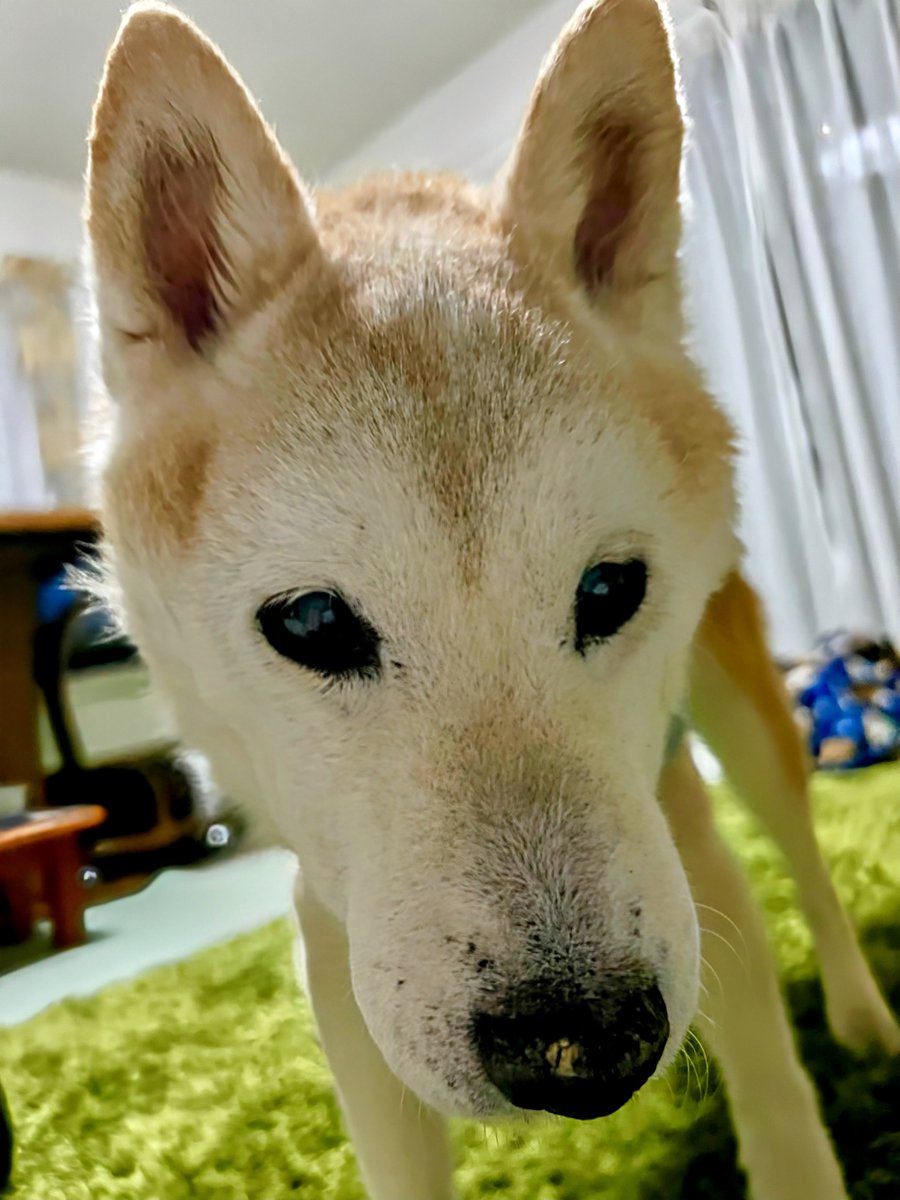 柴犬のリョウ🐕お空組🌈 tweet media