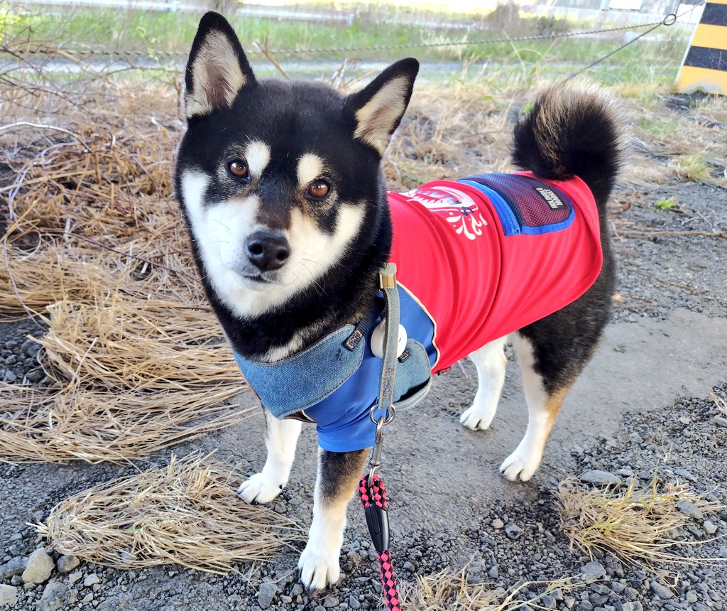 86hanchan's tweet photo. 【術日後9日  5月11日】
お薬は　朝、夕：抗生物質

ポストお休みしてしまい、申し訳ありませんでした💦半蔵君に何かあったのか？と心配された方もいらっしゃるかも知れませんが、半蔵君は順調に回復しております🐶✨ただお散歩は自分から進んで行くスタンスはまだ見られませんが💧
＃半蔵君闘病記 https://t.co/8BChyVjXSa