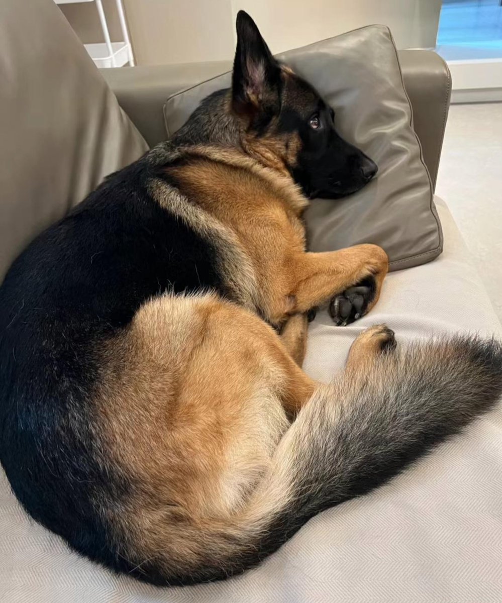 j4ck4ss11's tweet photo. My fluffy pup just mastered sitting on command at 6 months old – watching them grow little by little is the sweetest joy ever! https://t.co/P5e6YfNO47
