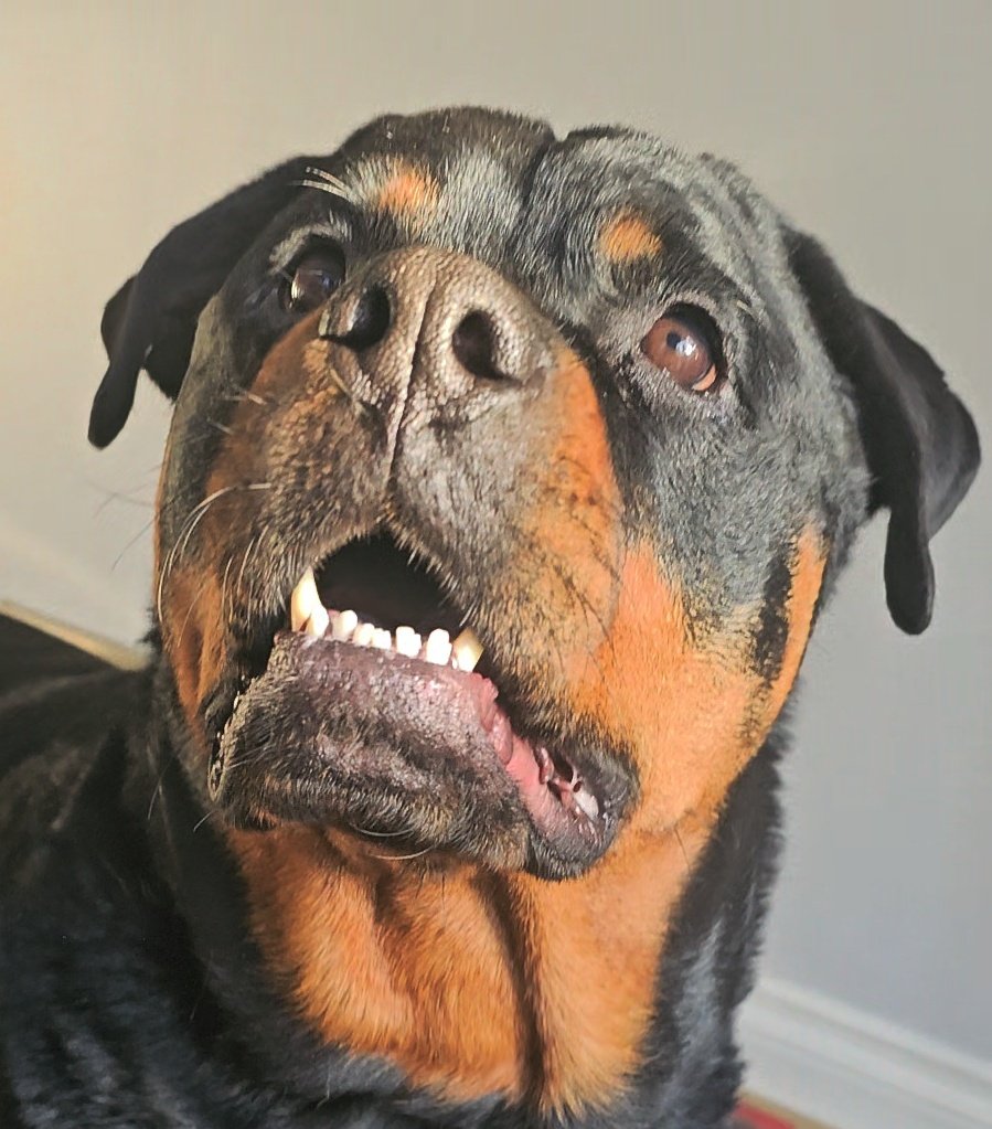 Team Servicerottie🇨🇦🐕‍🦺🦽 tweet media