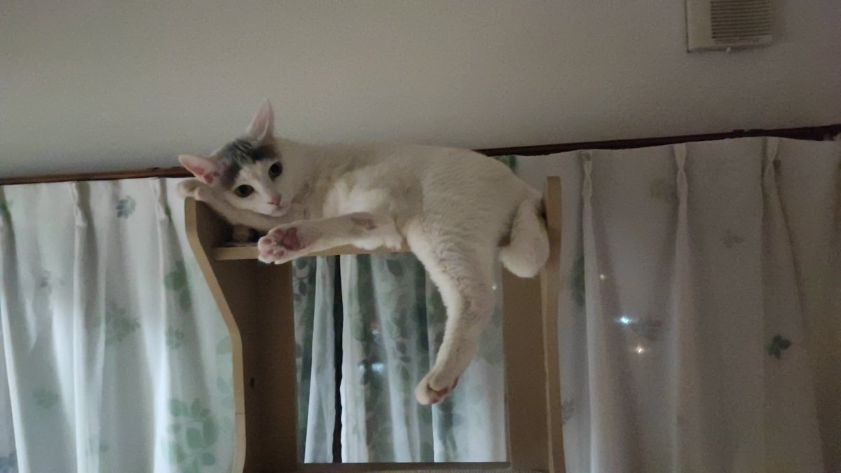 私も勝ちやった🐱✨