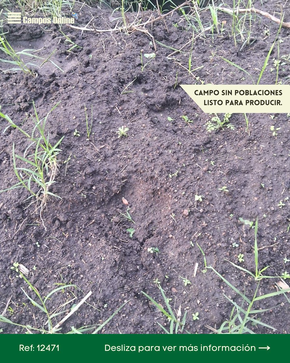 camposonlineuru's tweet photo. Por más información visite: 💻 Referencia 12471 en https://t.co/FSEirOMnAb

O contáctenos: 📩

🌱Inmobiliaria Rural Campos Online Uruguay 🇺🇾   

.    
 
#colonia  #propiedadenventa #campo #inversion #campoenuruguay #campoenventa #camposenuruguay #comprarenuruguay #campoforestal https://t.co/FSqzYROJkU