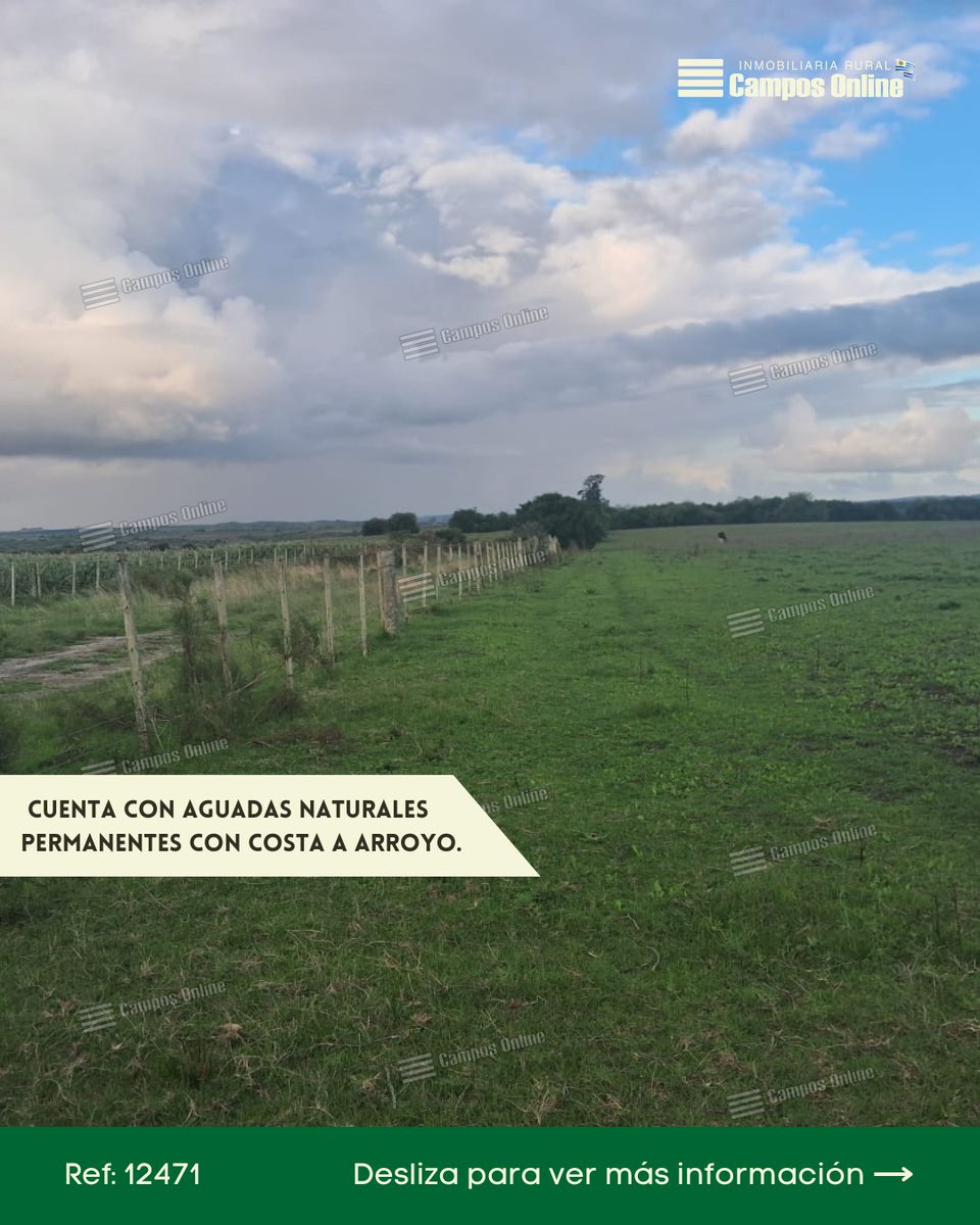 camposonlineuru's tweet photo. Por más información visite: 💻 Referencia 12471 en https://t.co/FSEirOMnAb

O contáctenos: 📩

🌱Inmobiliaria Rural Campos Online Uruguay 🇺🇾   

.    
 
#colonia  #propiedadenventa #campo #inversion #campoenuruguay #campoenventa #camposenuruguay #comprarenuruguay #campoforestal https://t.co/FSqzYROJkU