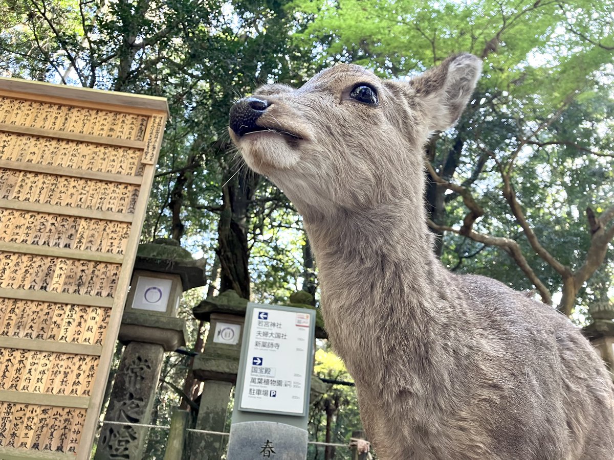 みりん tweet media