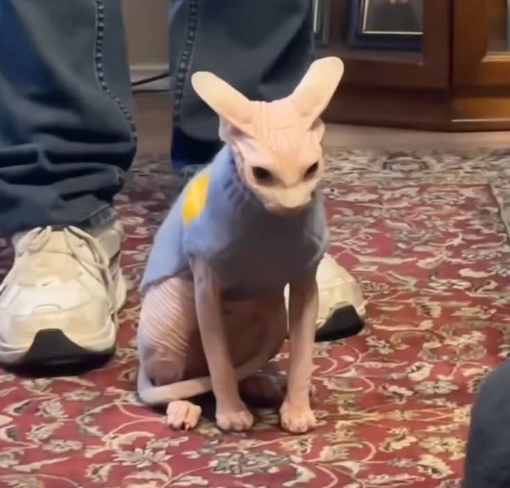 El Gato del Fortnite tweet media