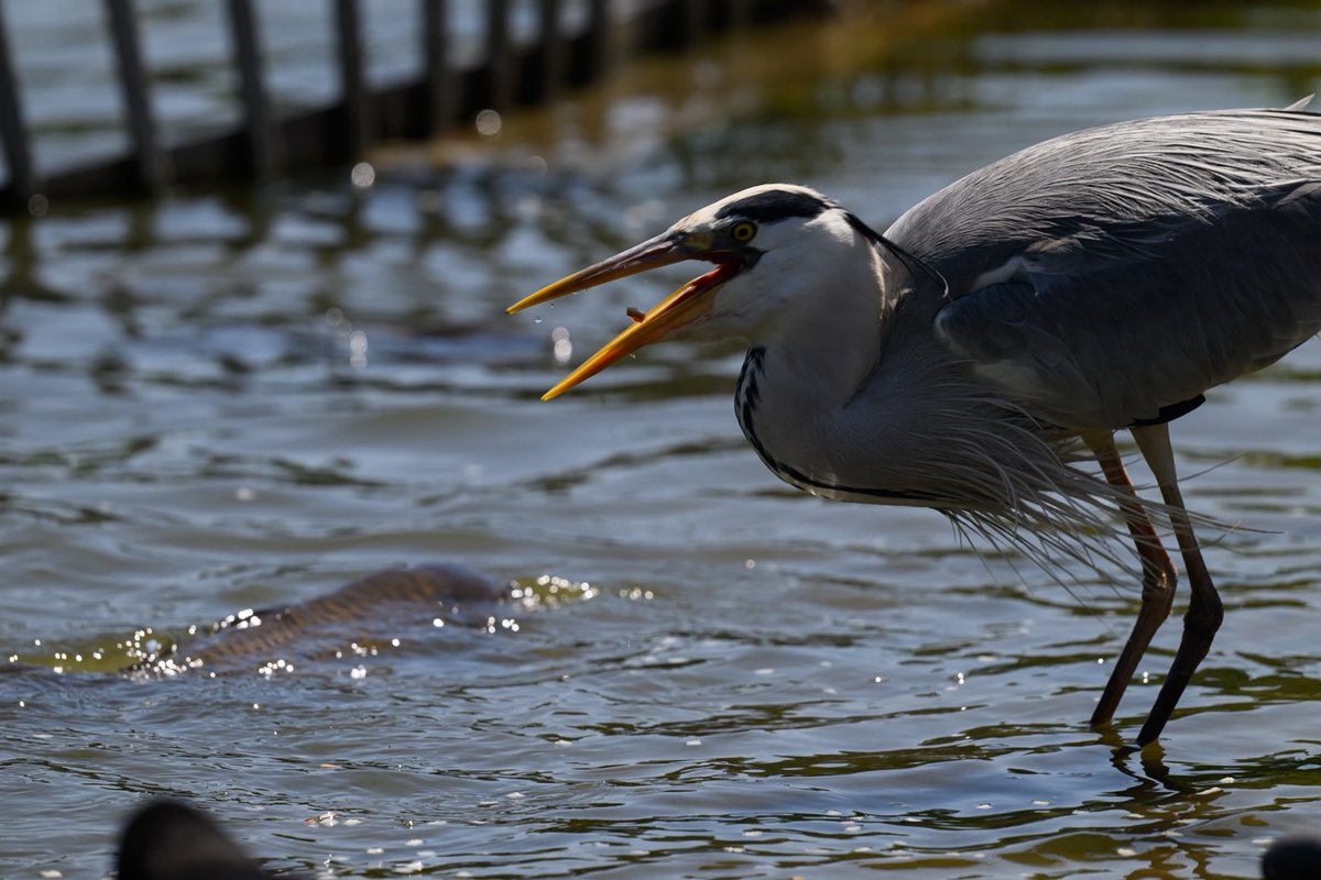 maurizio7000's tweet photo. #愛鳥週間
#birdweek https://t.co/qx8X5xsDCT