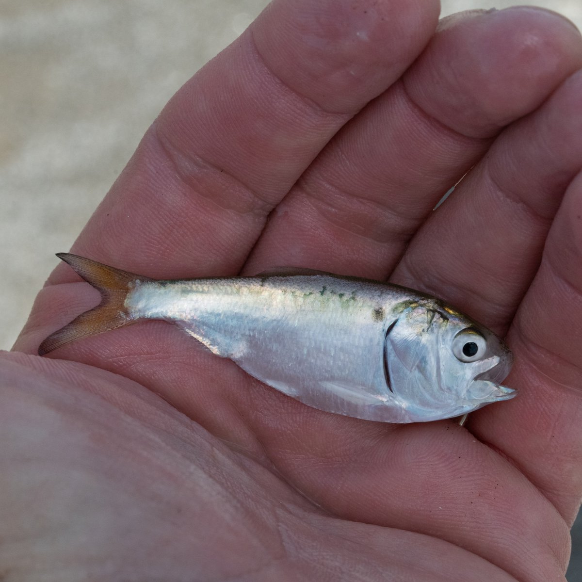 TheIGFA's tweet photo. Forage fish play a key role not only in the food web and marine ecosystems, but also in the American economy as well, and the future of these important species is in our hands. Read IGFA President Jason Schratwieser's piece, published today in "@InsideSourcesDC"  to learn more. 

Link to article: https://t.co/8ZIHeMeMBW