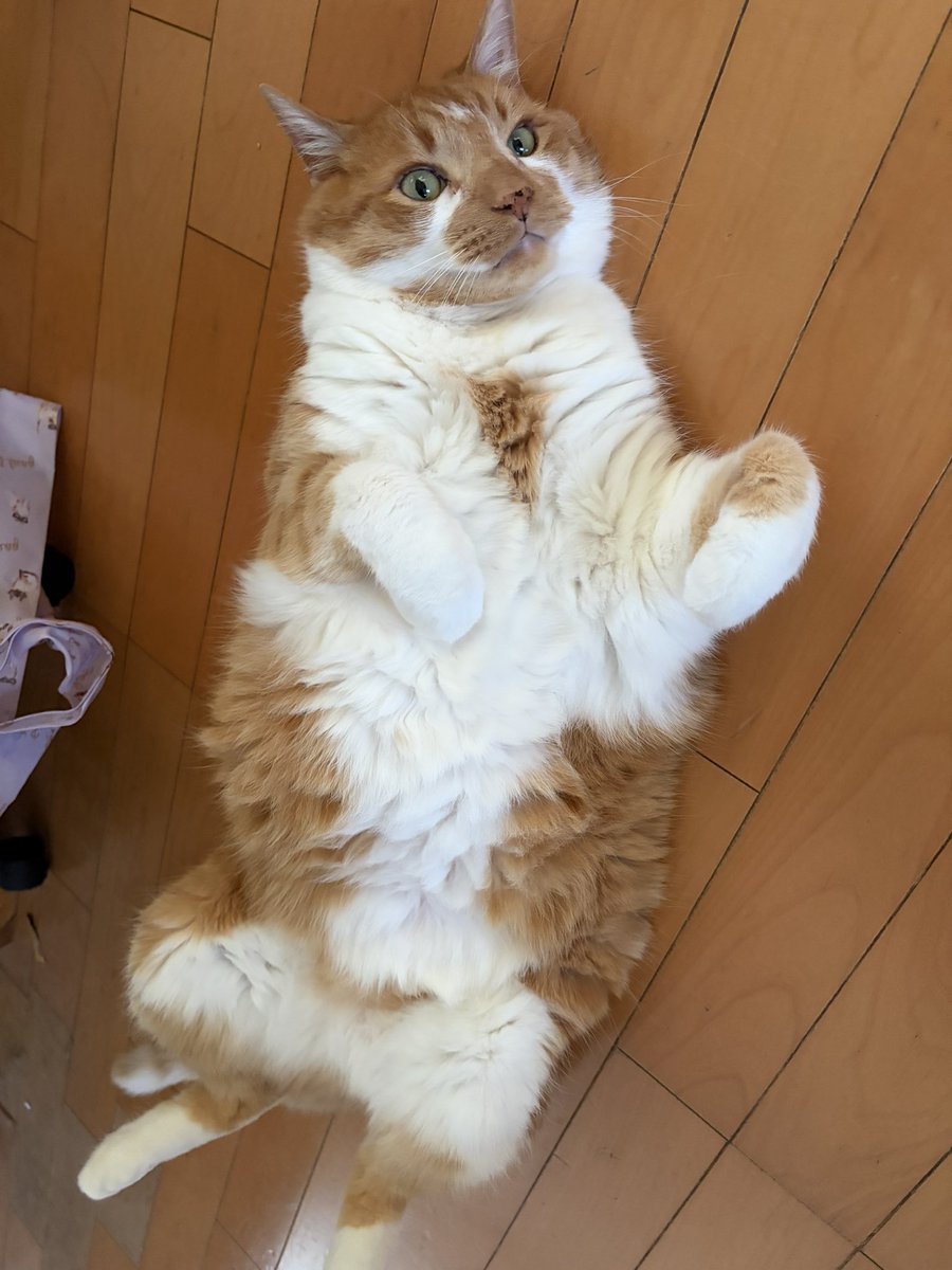 あほねこ アチャ (@acha_acha04) / Posts / X