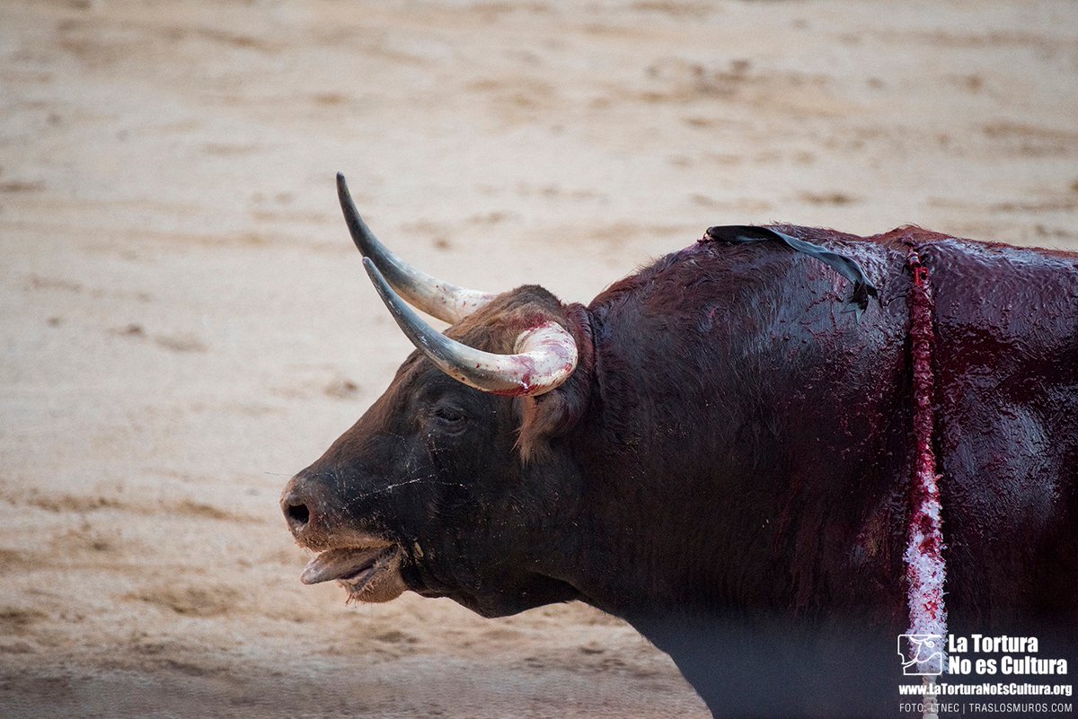 LTNEC's tweet photo. San Isidro: fiesta para unos, sufrimiento para otros 💔

Mientras las calles se llenan de música 🎶, color 🎉 y celebración, hay animales atrapados en el terror 😞, la persecución 🩸y la muerte en nombre de la “tradición”.

#NoEsMiCultura https://t.co/Mqrn4n8jWA