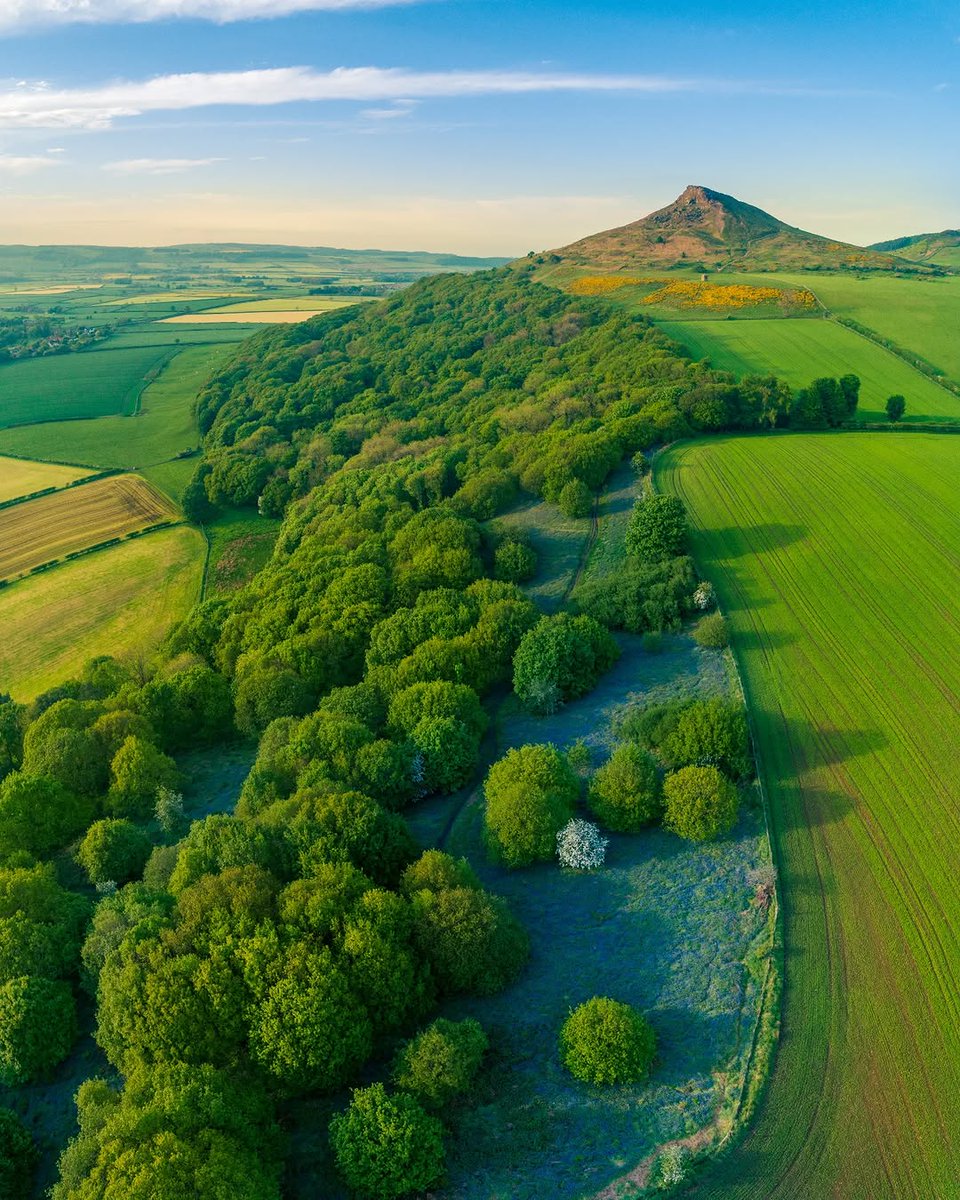 ReNature🦋 tweet media